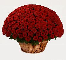 251 Премиум красная роза в Лопатино Премиум букет из: Розы в Лопатино